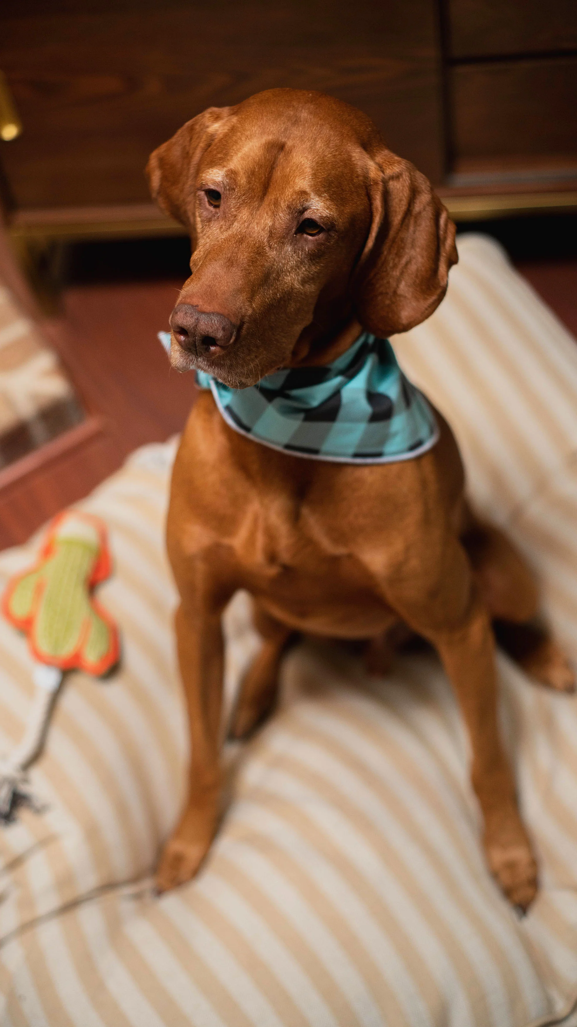Winnie Lou Louis Vizsla