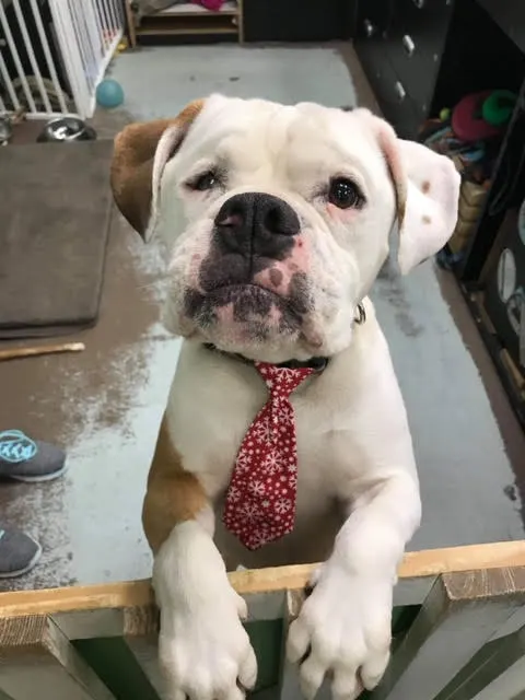 Brown and white bully mix jumping up on gate