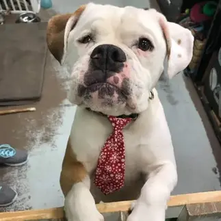 Brown and white bully mix jumping up on gate