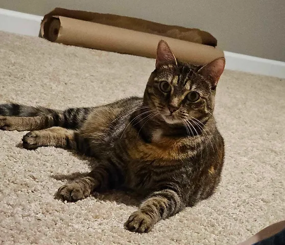 Brown tabby cat