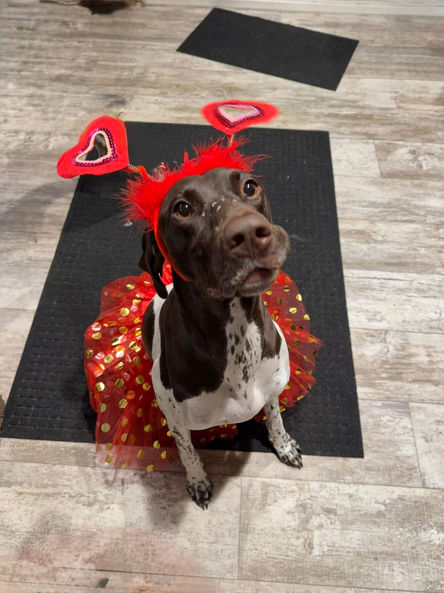 A German Shorthaired Pointer sitting inside wearing a Valentine's-themed costume with a red tutu and red heart headband