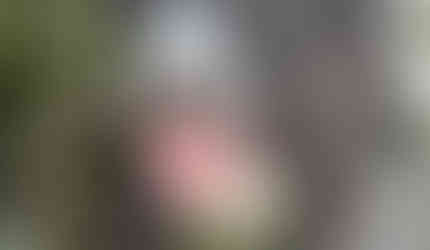 Small black and white puppy standing beside a bush