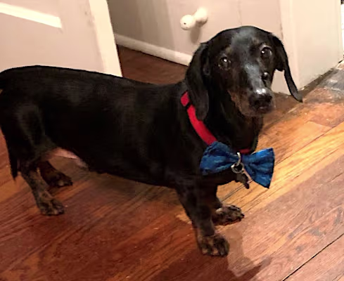 black dachshund mix standing in a doorway wearing a big blue bowtie and red collar