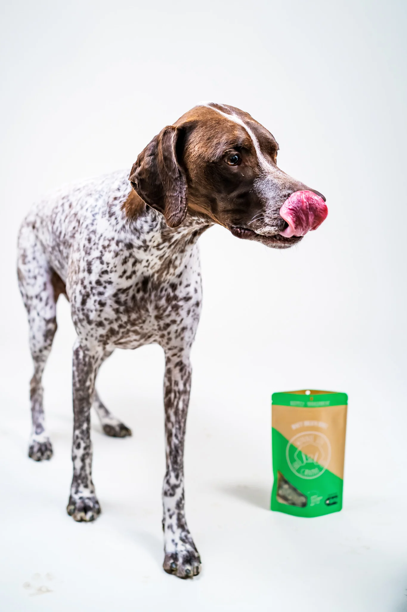Winnie Lou Winston German Shorthaired Pointer