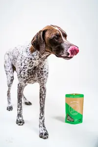 Winnie Lou Winston German Shorthaired Pointer