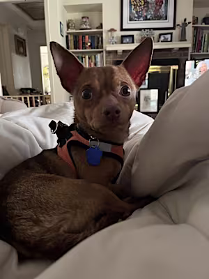 small tan dachshund and chihuahua mix