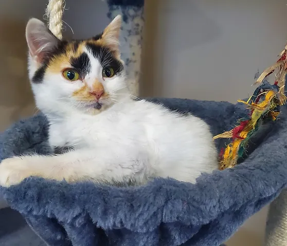 White and calico kitten laying on bed