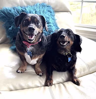 black and tan dachshund sitting beside terrier on a white bed