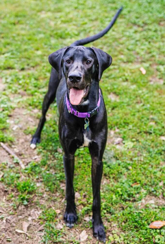 Black great dane mix wagging its tail
