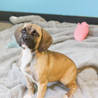 Hound puppy