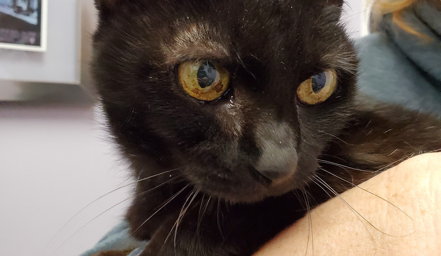 Black cat being held