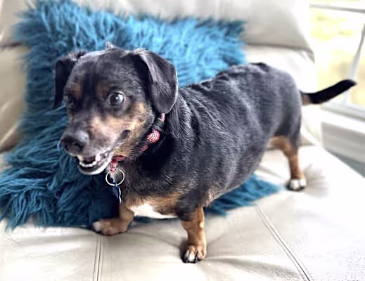 small black and tan mixed breed terrier