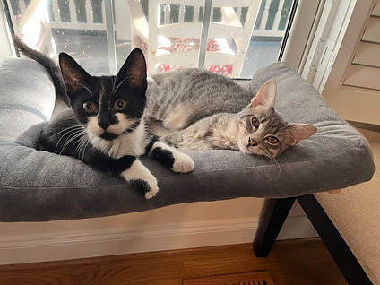 Elvis and Anya the kittens
