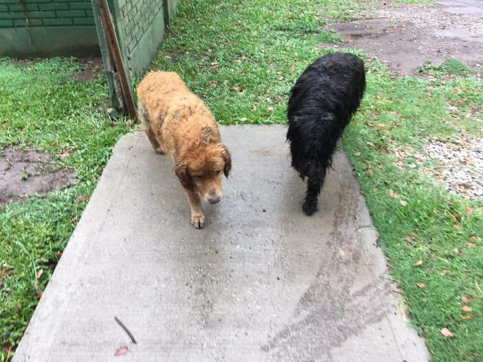 Abandonaron a sus perros en la vía pública, localizaron a sus dueños y: “ ya no los quieren”