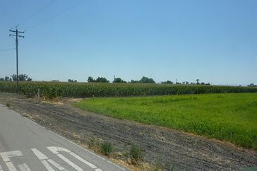 8628 eucalyptus rf.jpg