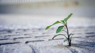 Broadening Persistence, Deepening Resilience