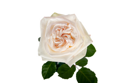 White Ohara top view