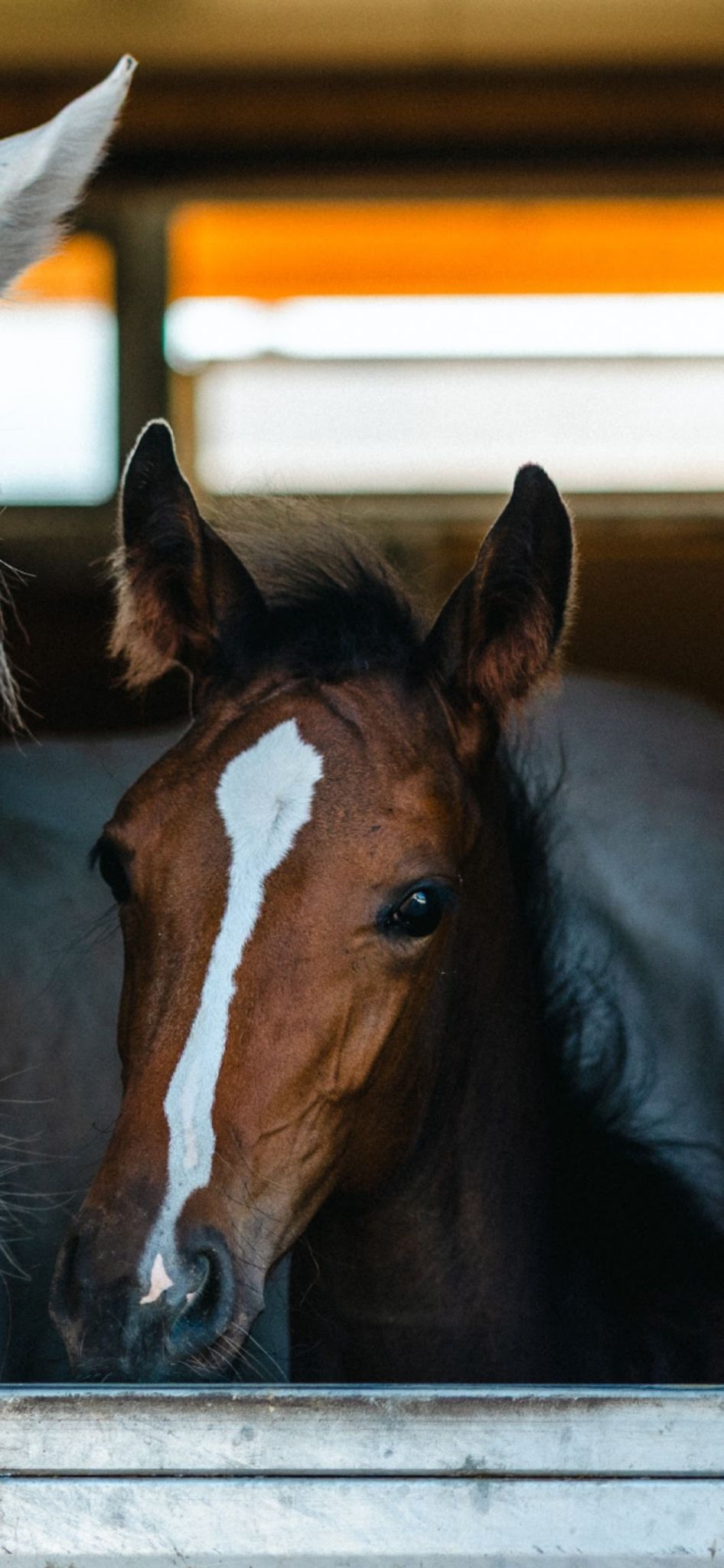 Miniatura: Puledra 1 anno