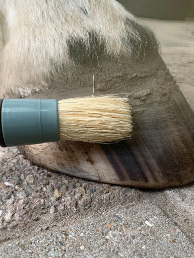 Hoefvet, hoefolie, modderbadjes en droge hoeven