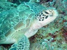 Turtles in sea around Zanzibar