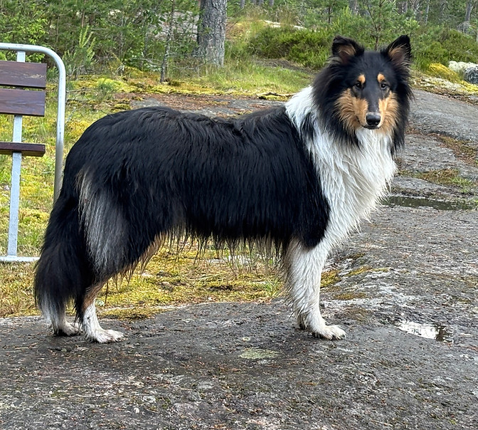 Pitkäkarvainen collie, UNICOMETA'N SORRY I'M A LADY