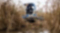 Truxor in reed.jpg
