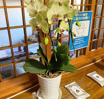 胡蝶蘭