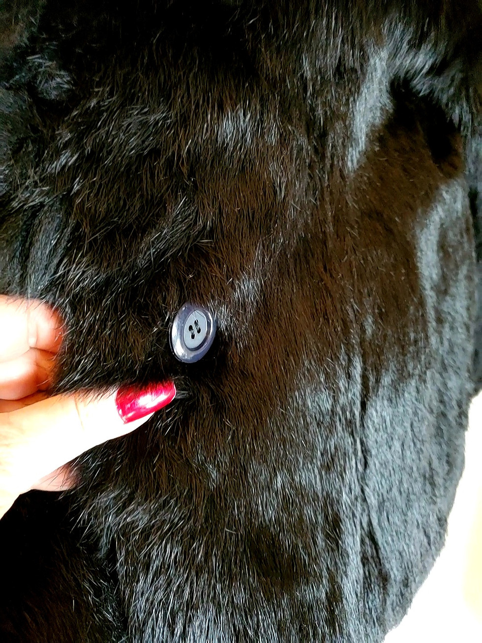 Thumbnail: Genuine Black Rabbit Fur Sporty Coat/Jacket w/plush Collar