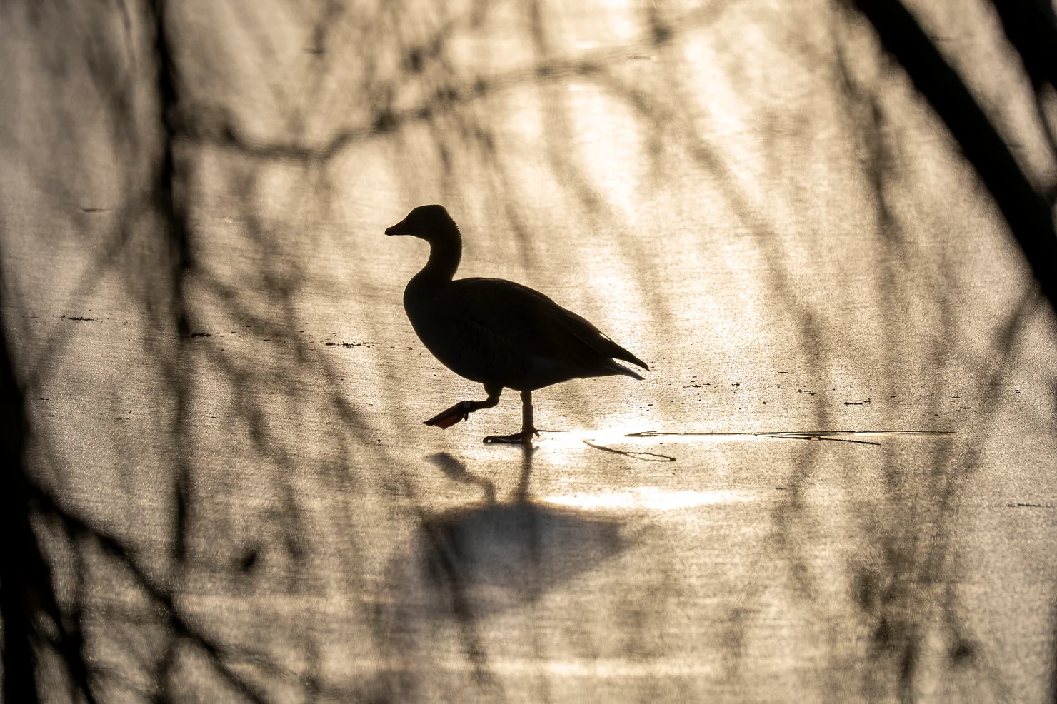  Panasonic LUMIX S 70-300mm f4.5-5.6 mit Makro