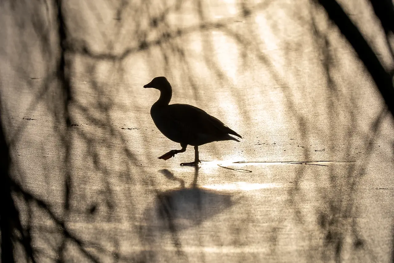  Panasonic LUMIX S 70-300mm f4.5-5.6 mit Makro
