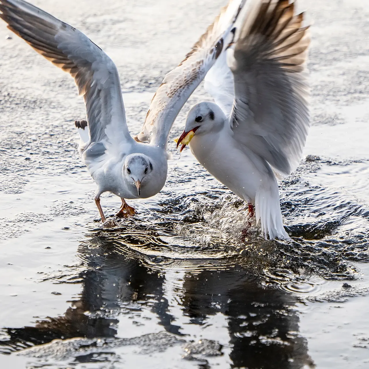  Panasonic LUMIX S 70-300mm f4.5-5.6 mit Makro