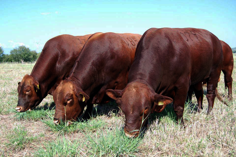 Brangus Rojo de México A.C. La Raza Fuerte de México
