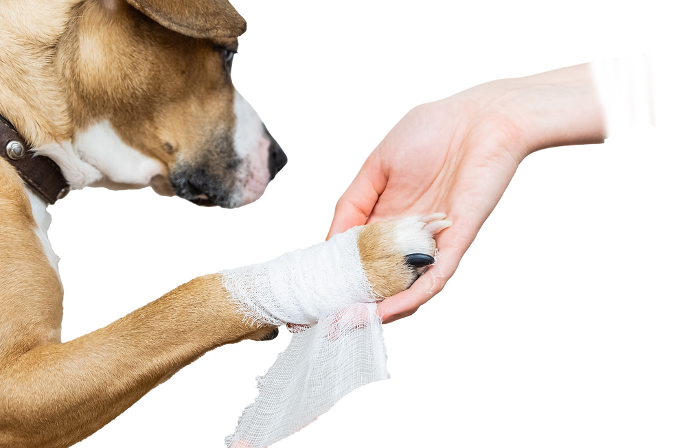 medical-treatment-pet-concept-bandaging-dog-s-paw-hands-applying-bandage-wounded-body-part