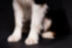 close-up-dog-front-legs.jpg