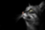 AdobeStock_435241923_Preview.jpeg