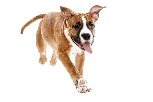 studioaufnahme-eines-suessen-hundes-american-staffordshire-terrier-der-isoliert-auf-weisse