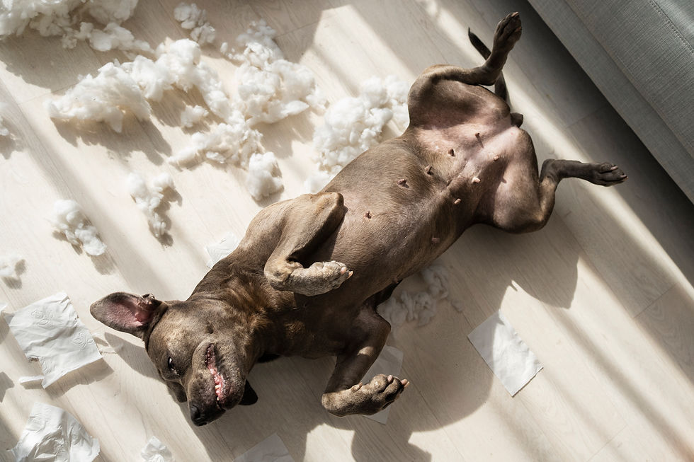top-view-dog-laying-floor.jpg