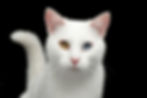AdobeStock_142363658_Preview.jpeg