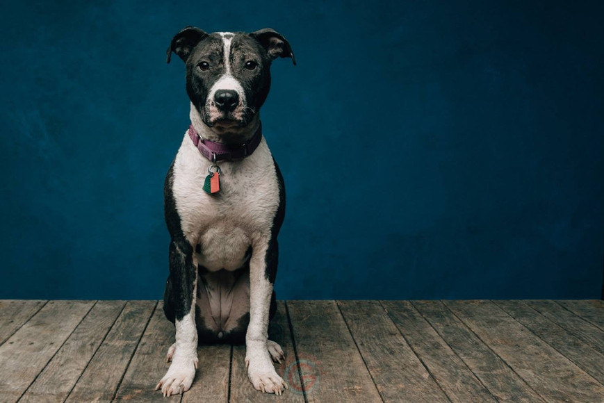 Adoptables Mutts in a Rut Rescue