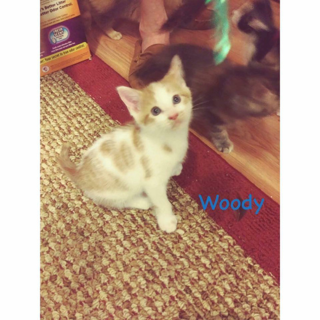 Adoptables Mutts in a Rut Rescue