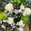 Thumbnail: White - Festive Seasonal Bouquet