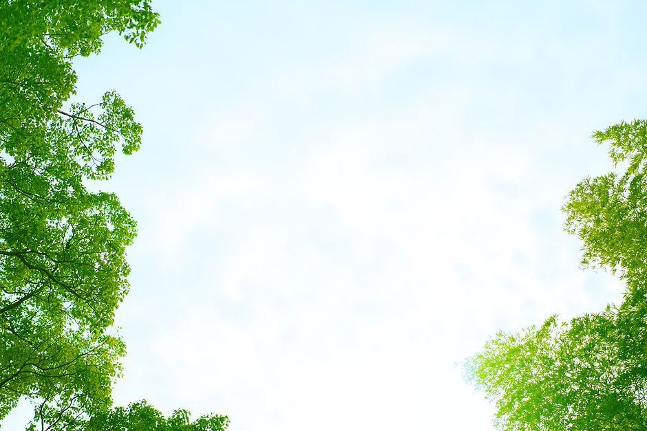 木と空