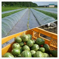 サムネイル： すいかの粕漬