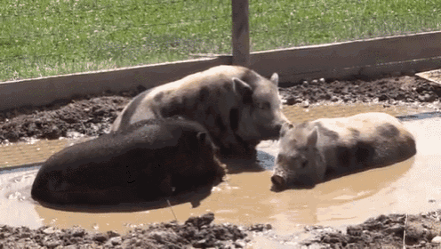 pigs-animal.gif