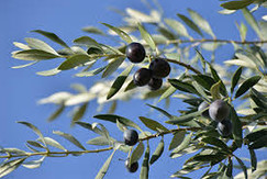 Olives de Nyons