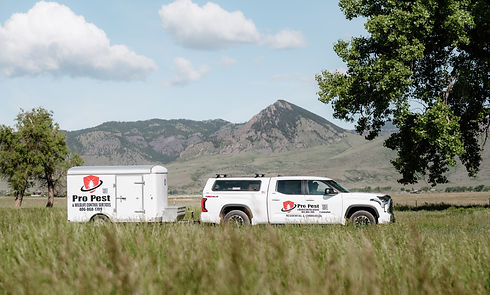 PRO_PEST-104.jpg