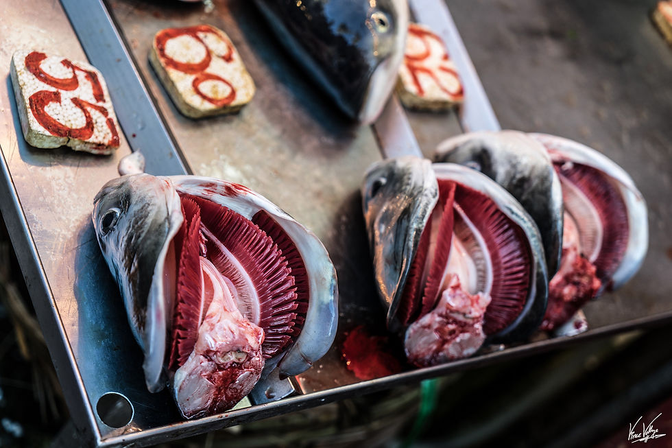 fish