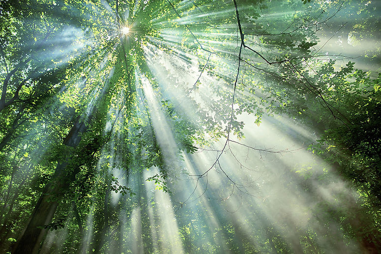 medium-vecteezy_sun-rays-through-the-trees-in-the-forest_6659241_medium.jpg
