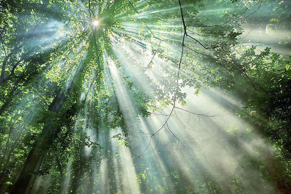 medium-vecteezy_sun-rays-through-the-trees-in-the-forest_6659241_medium.jpg