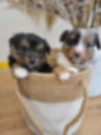 Black tri male (available) and Blue Merle male (Sold)